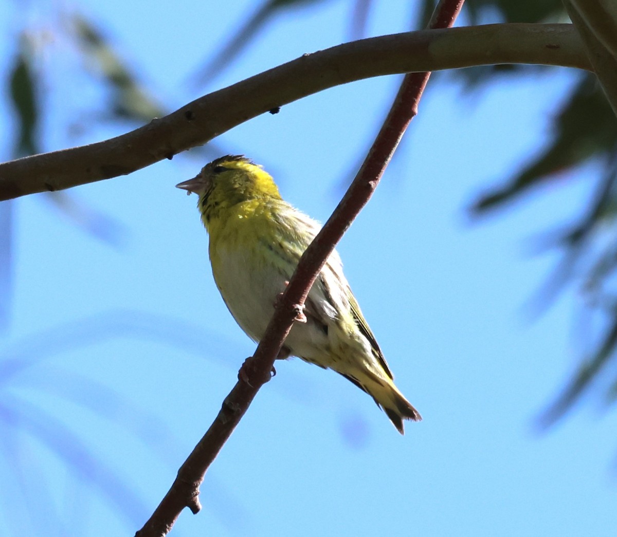 Eurasian Siskin - Faustino Chamizo Ragel