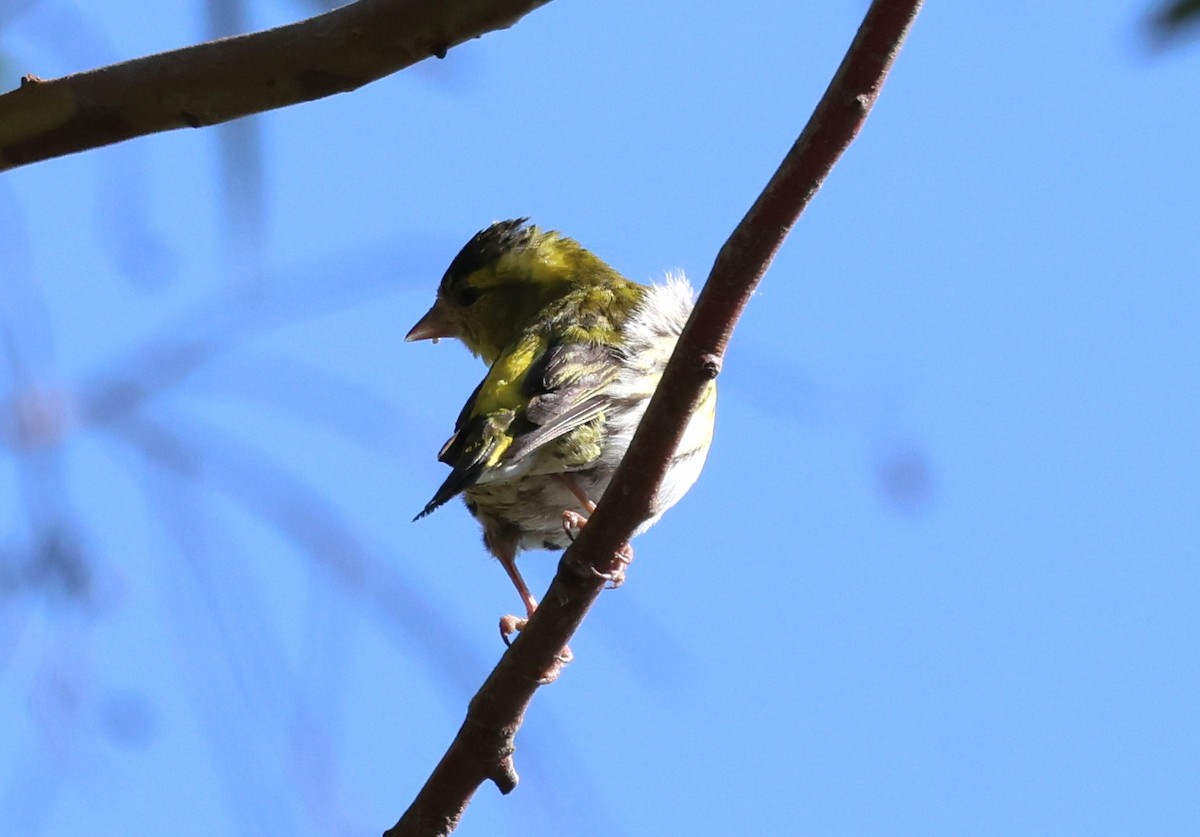 Eurasian Siskin - Faustino Chamizo Ragel