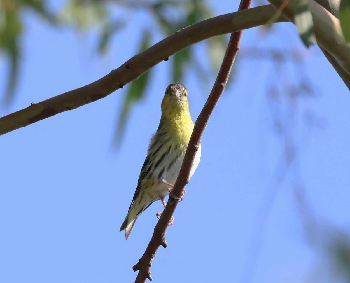 Eurasian Siskin - ML618979916