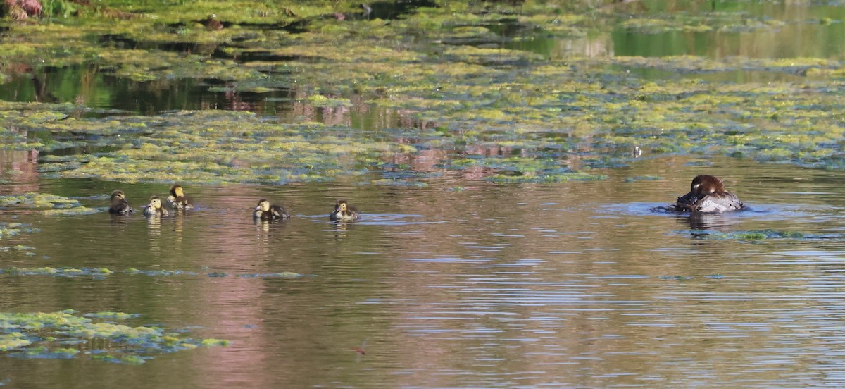 Common Pochard - ML618979937