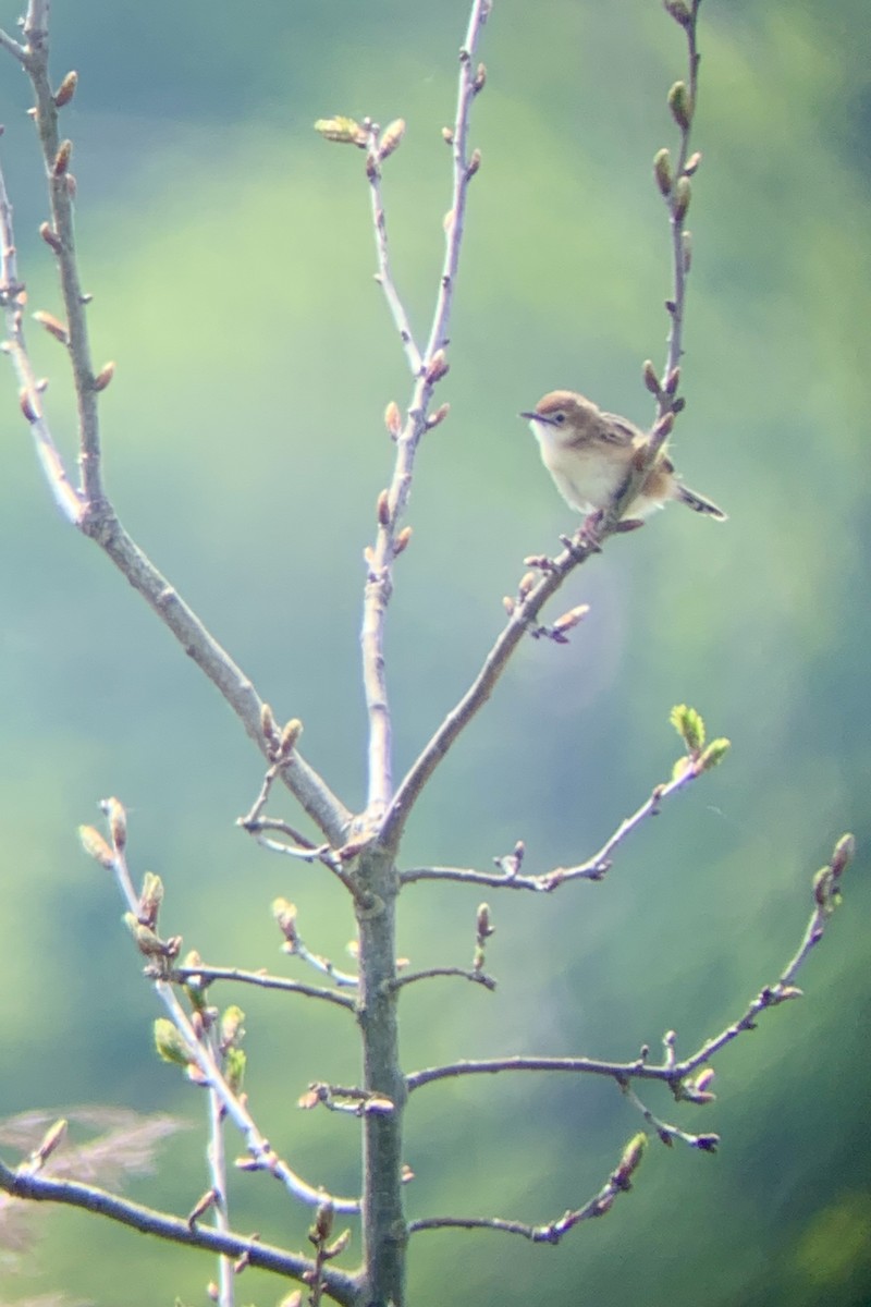 Zitting Cisticola - ML618979942