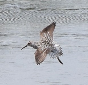 Stilt Sandpiper - Bill Uttenweiler