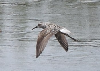 styltesnipe - ML618979945