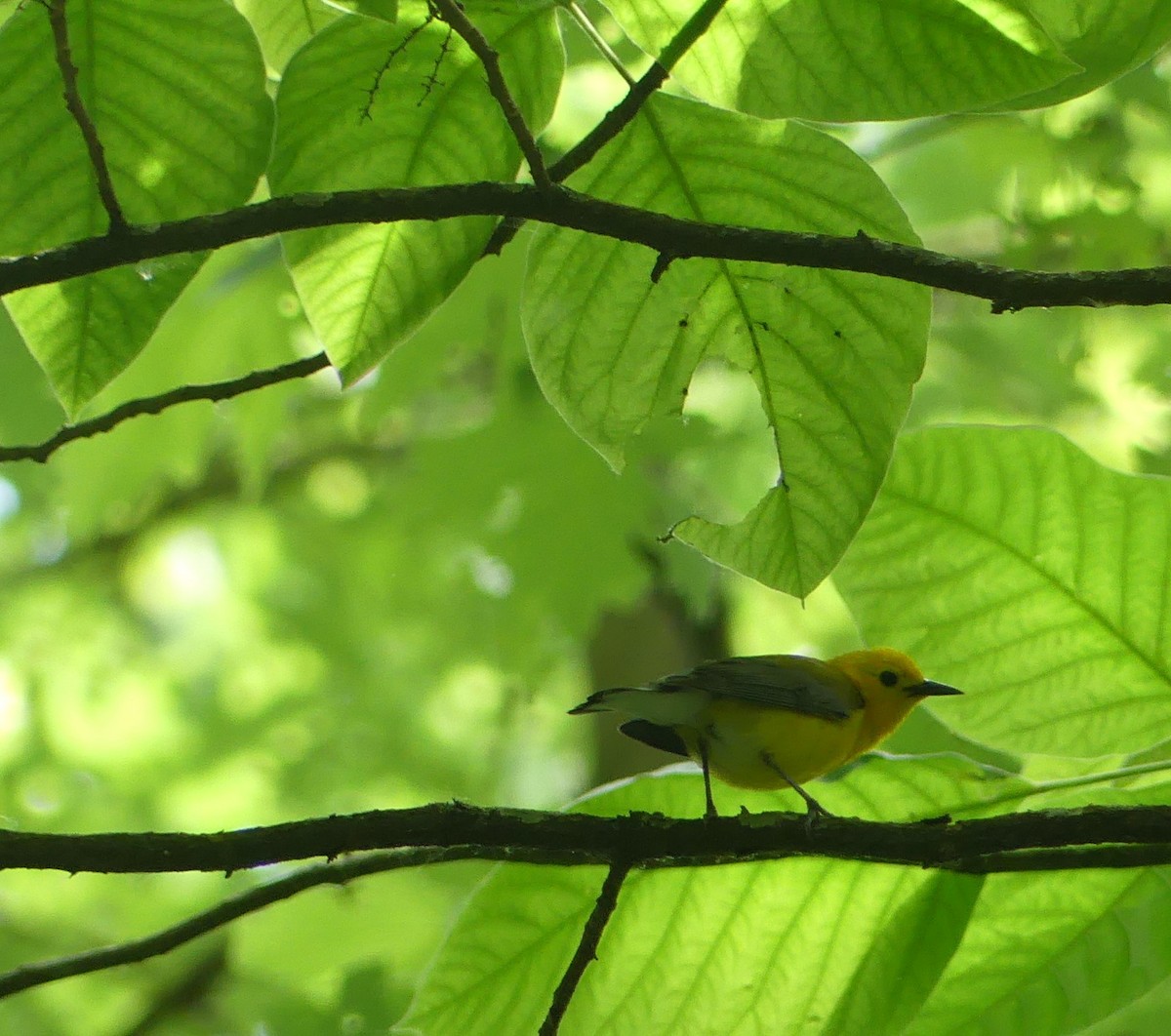 Prothonotary Warbler - Kate Zaidan