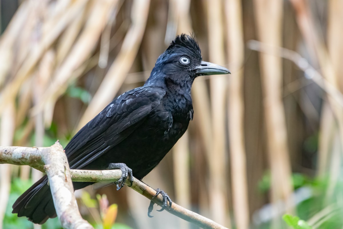 Amazonian Umbrellabird - Jhonathan Miranda - Wandering Venezuela Birding Expeditions