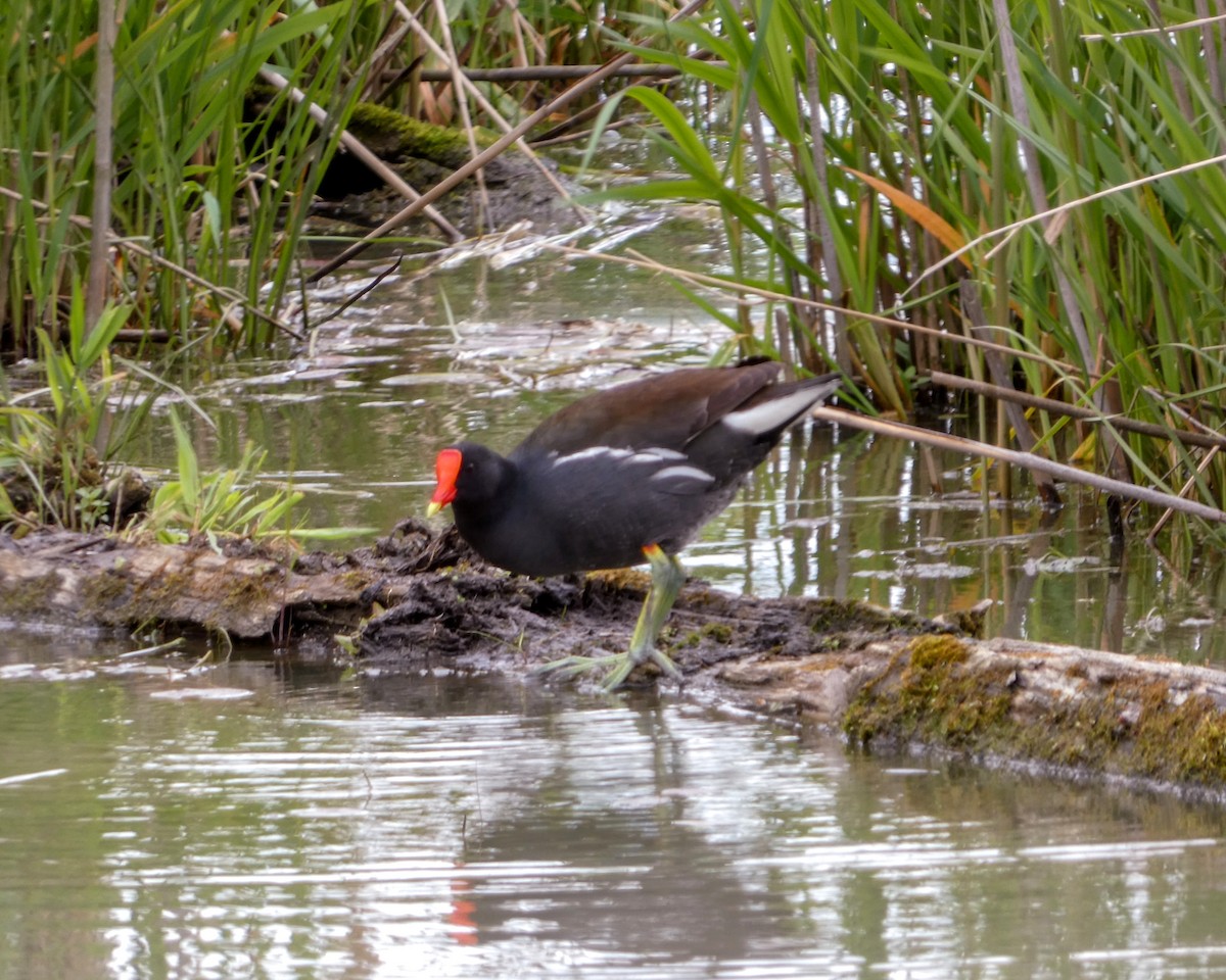 Common Gallinule - Kathy L. Mock