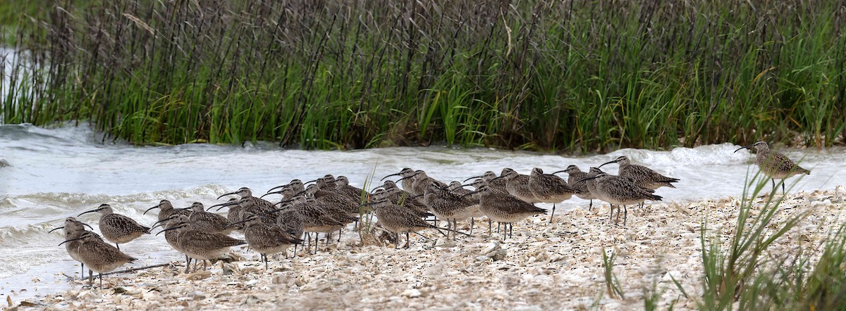 Whimbrel - ML618980023