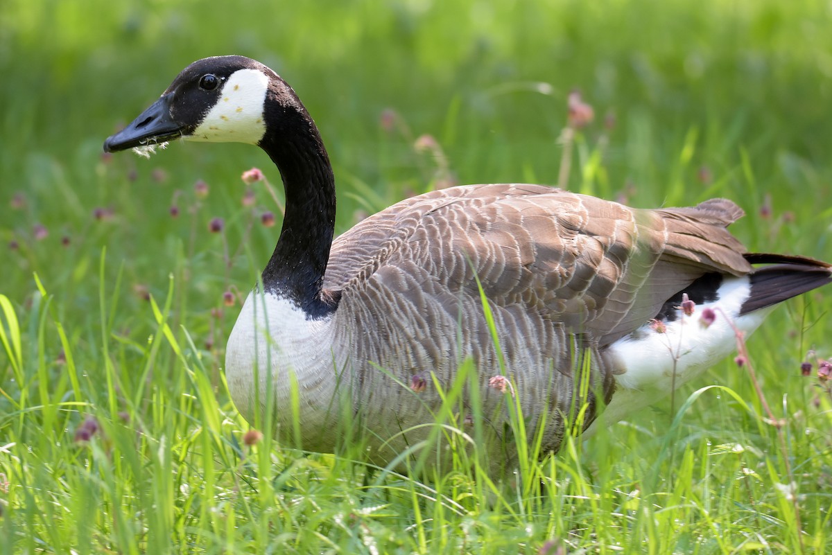 Canada Goose - Max Herrmann