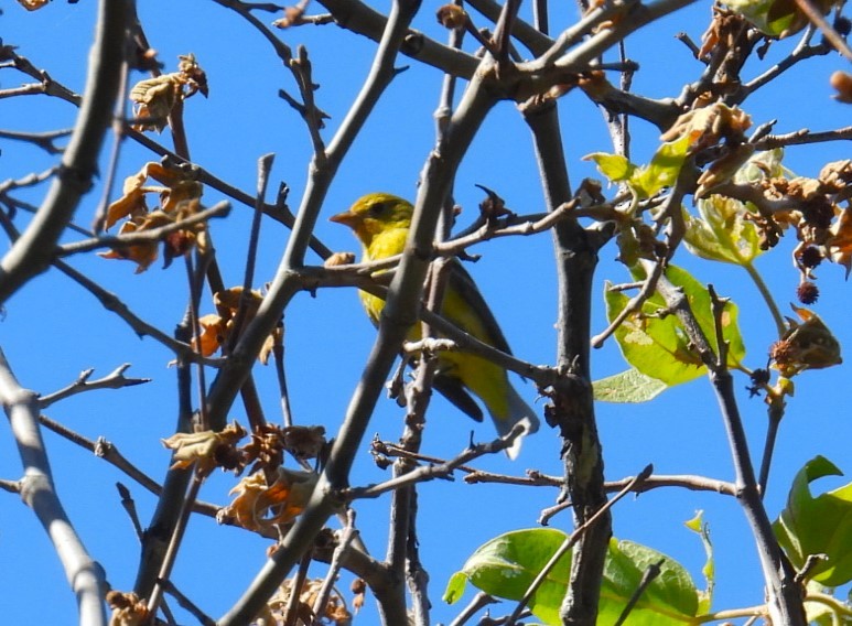 Western Tanager - Ellen Tipping