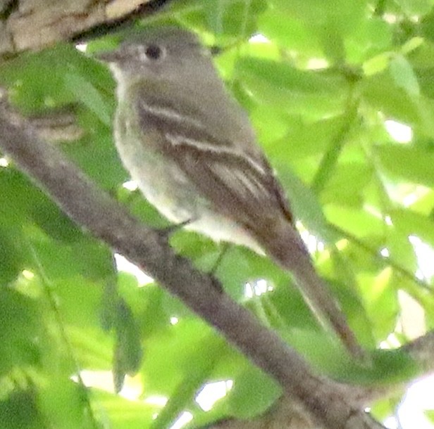 Hammond's Flycatcher - ML618980044