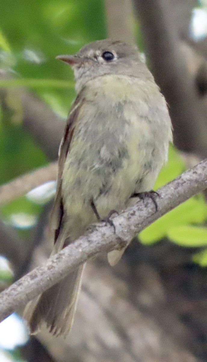 Hammond's Flycatcher - ML618980048