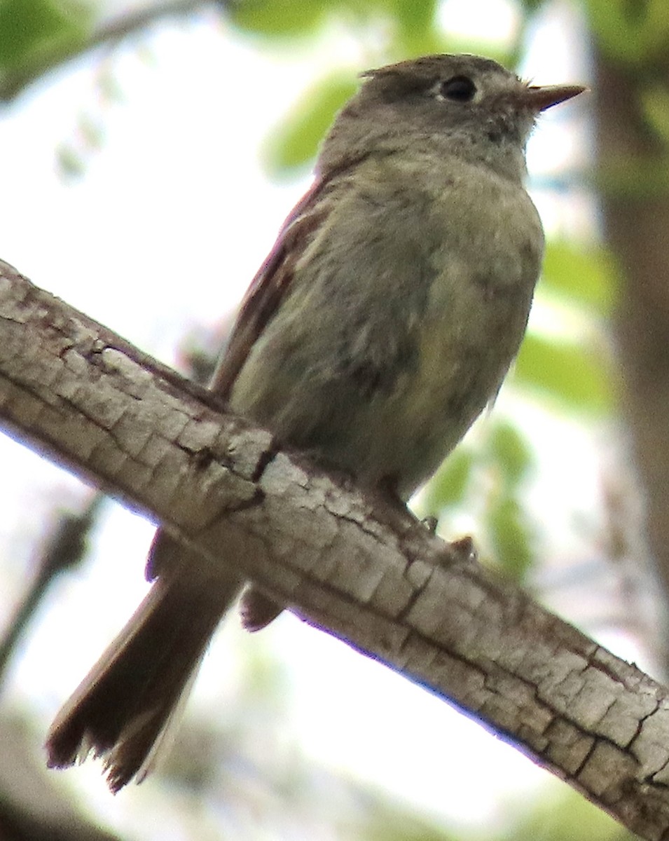 Hammond's Flycatcher - ML618980054