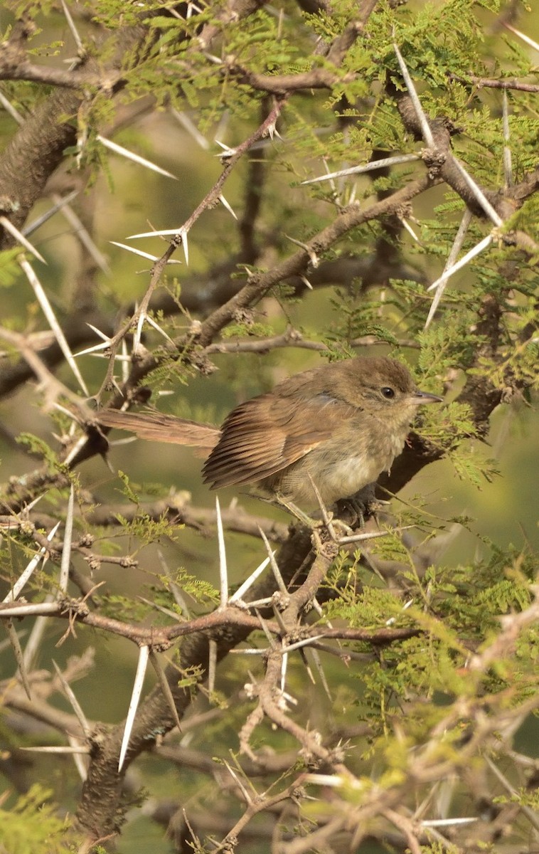 Pale-breasted Spinetail - Maximiliano Fontana Kriger