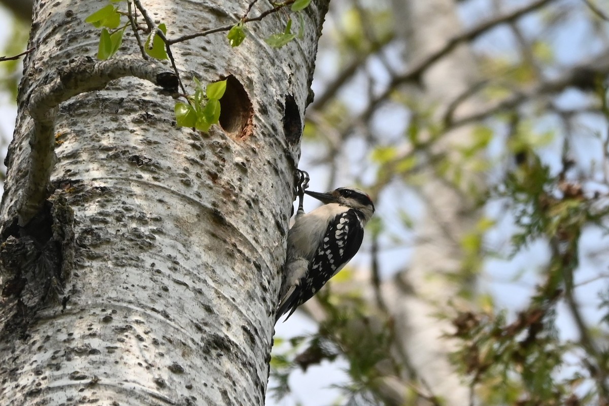 Downy Woodpecker - ML618980070