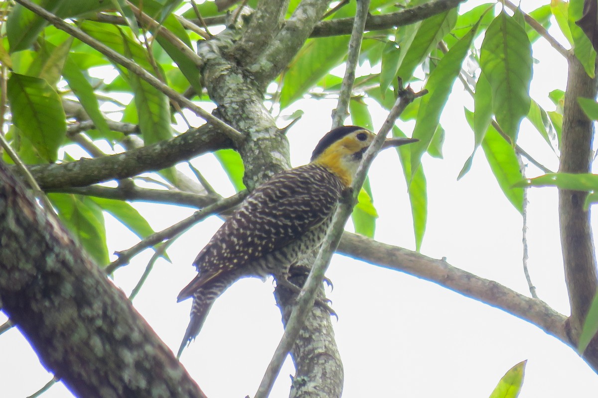 Campo Flicker - Marina Borba Nakagaki