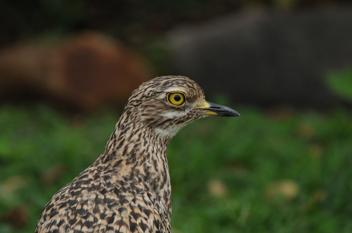 Spotted Thick-knee - Dominic More O’Ferrall