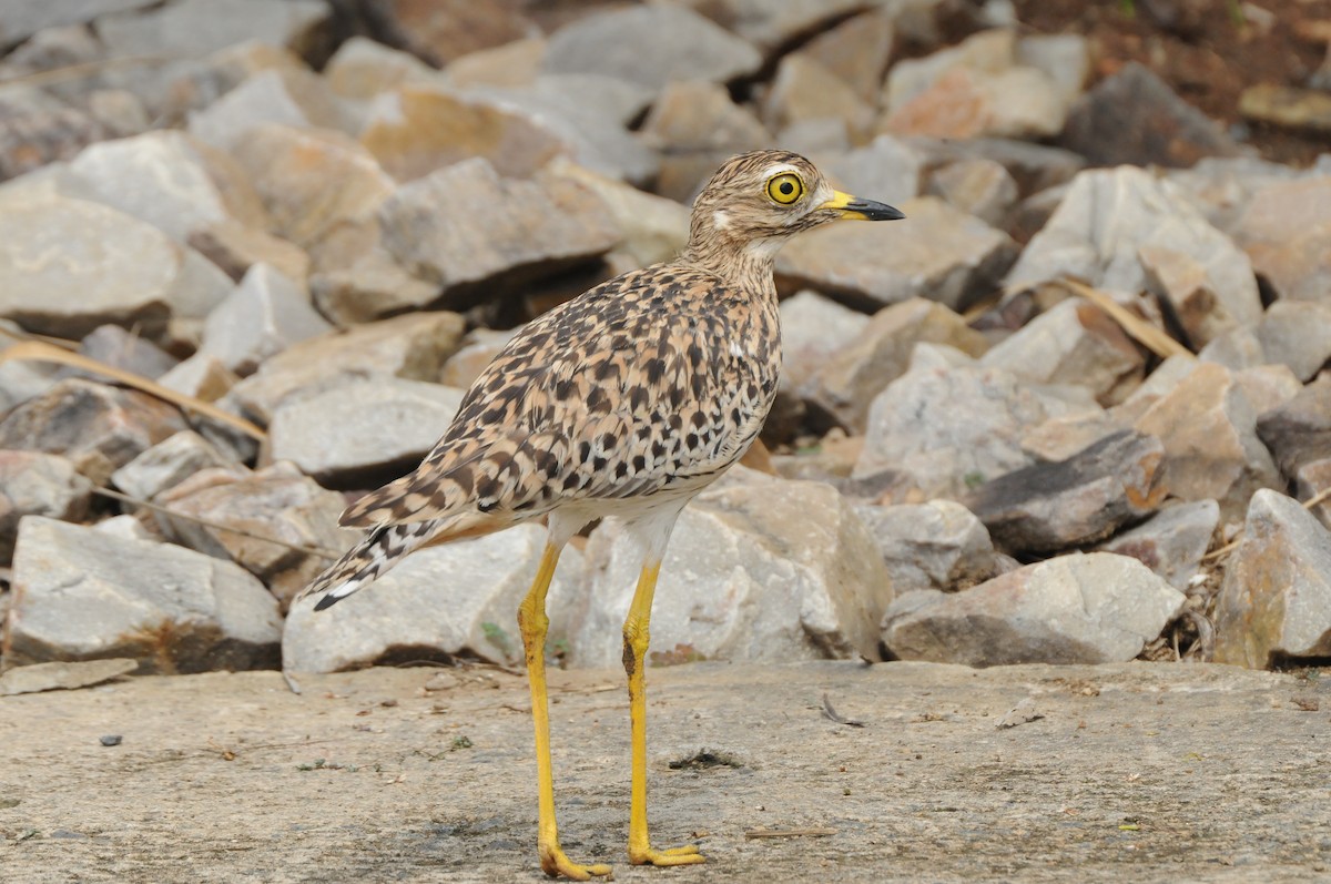 Spotted Thick-knee - Dominic More O’Ferrall