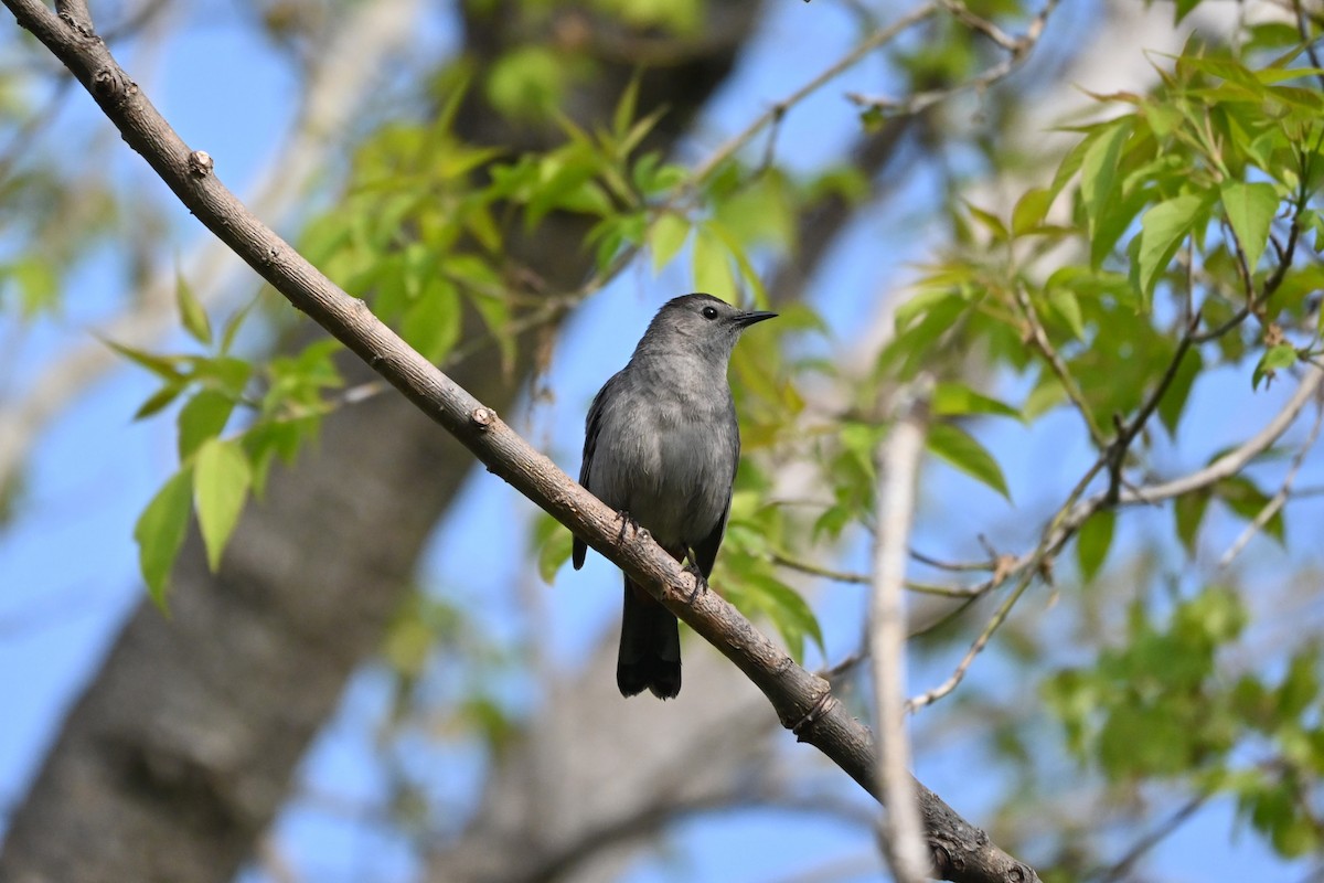 Pájaro Gato Gris - ML618980085