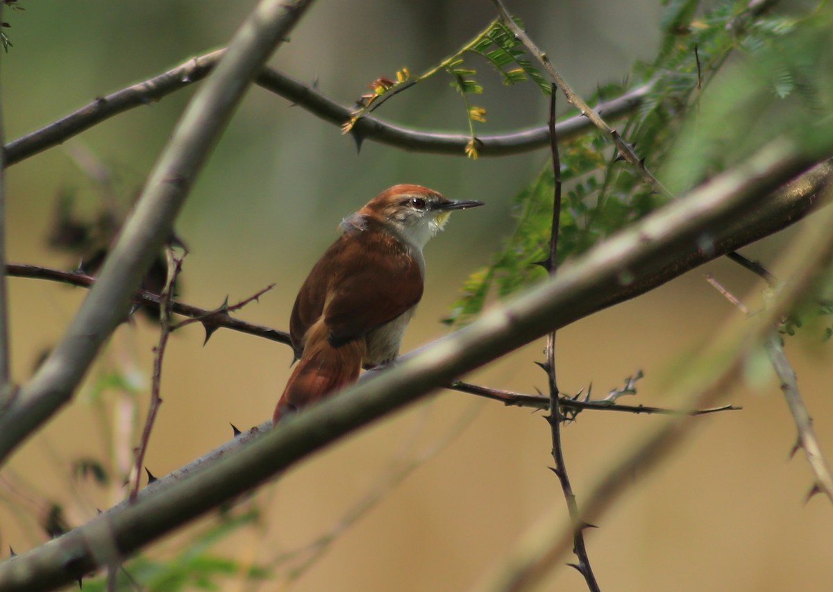 Yellow-chinned Spinetail - Marina Borba Nakagaki