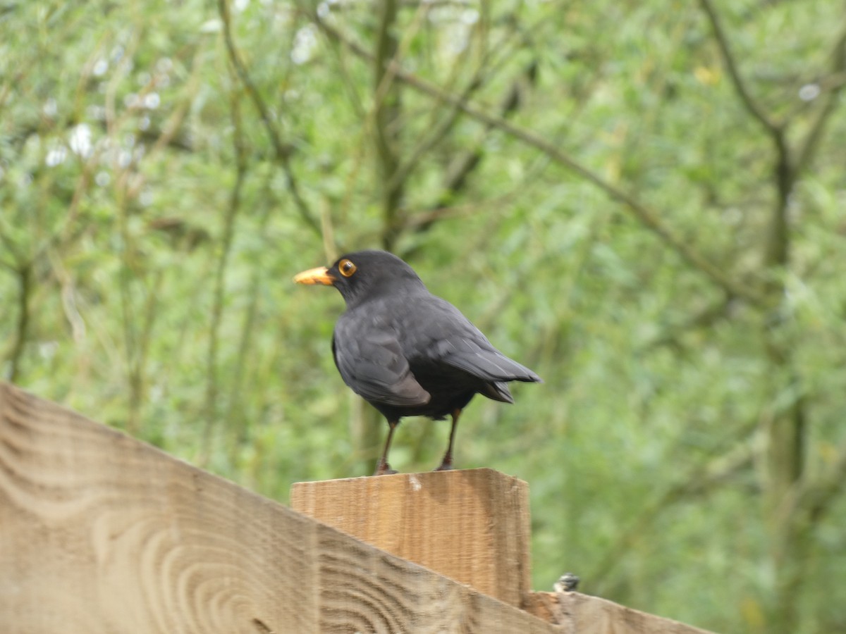 Amsel - ML618980095