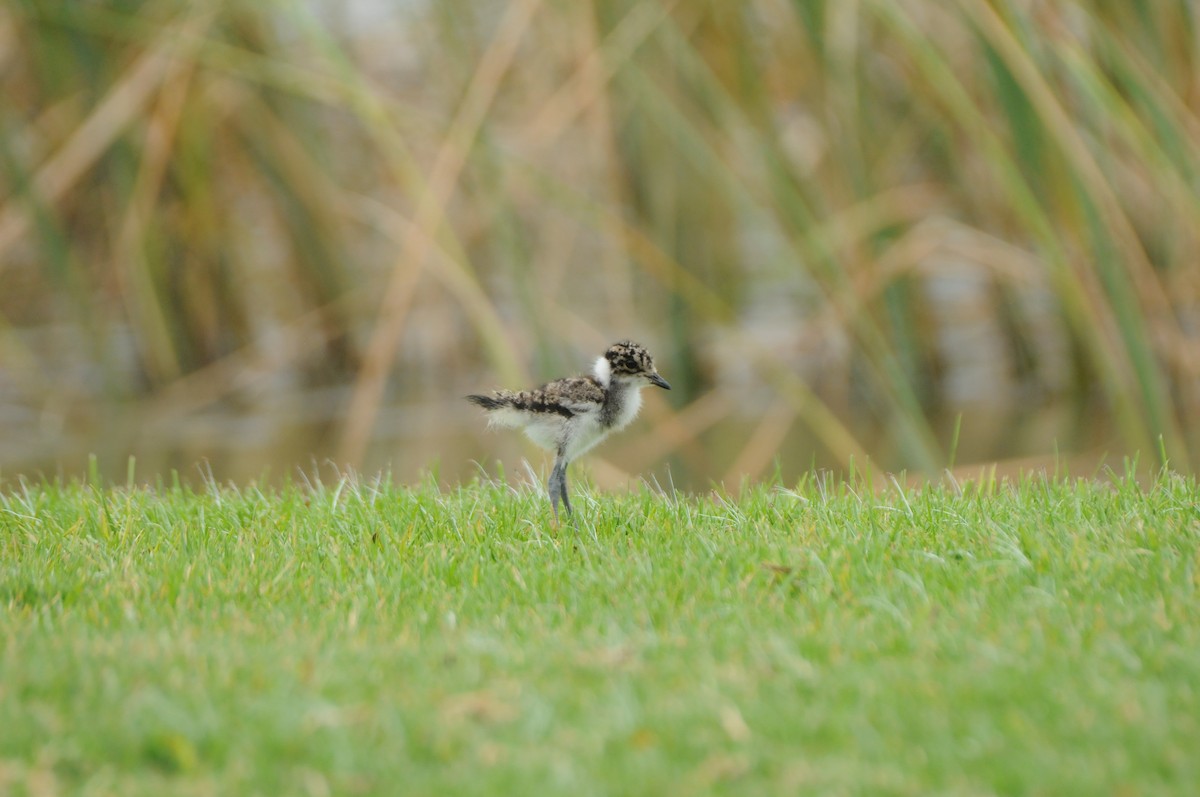 Blacksmith Lapwing - Dominic More O’Ferrall