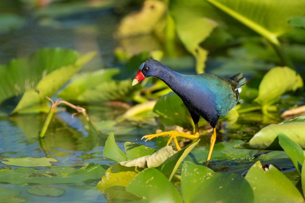 Purple Gallinule - ML618980108