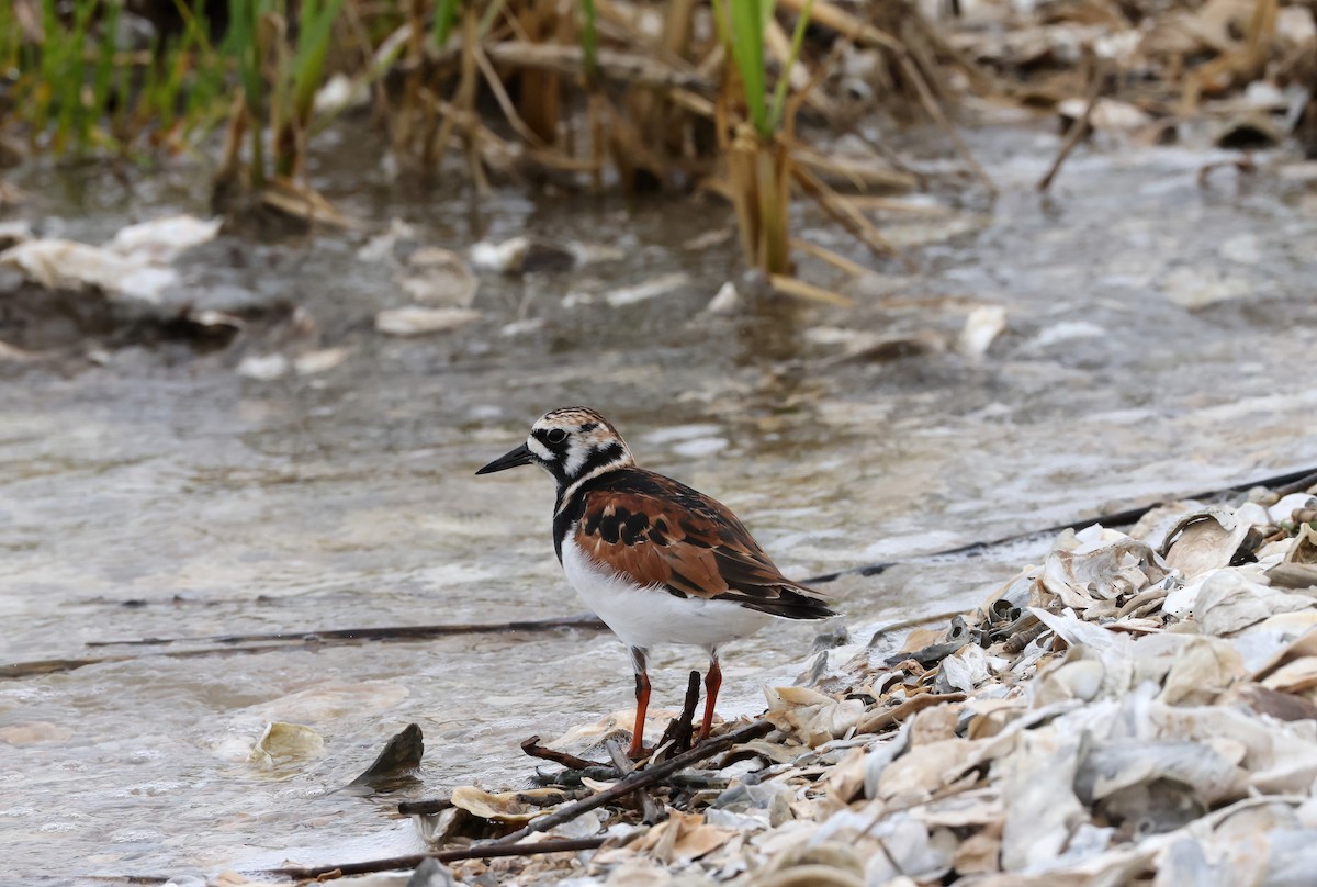 Ruddy Turnstone - ML618980112