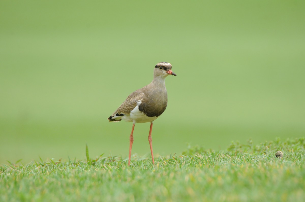 Crowned Lapwing - Dominic More O’Ferrall