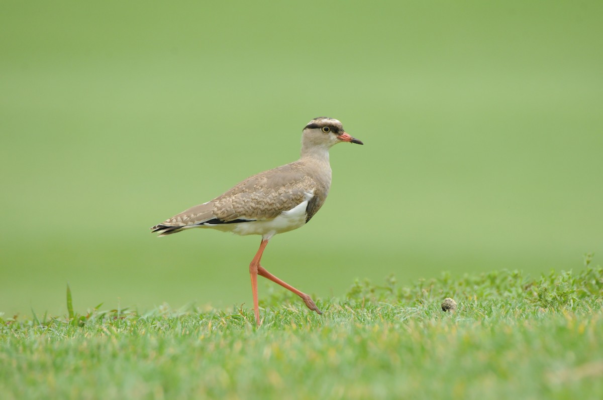 Crowned Lapwing - Dominic More O’Ferrall