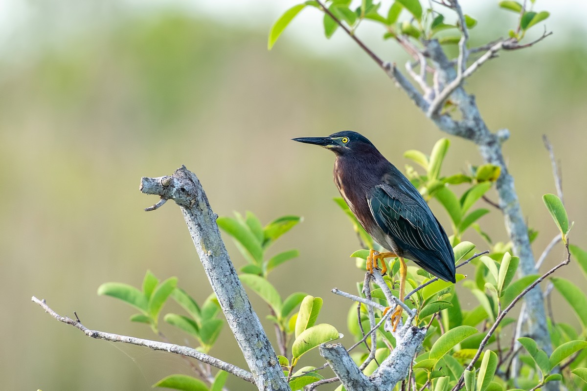 Green Heron - ML618980118