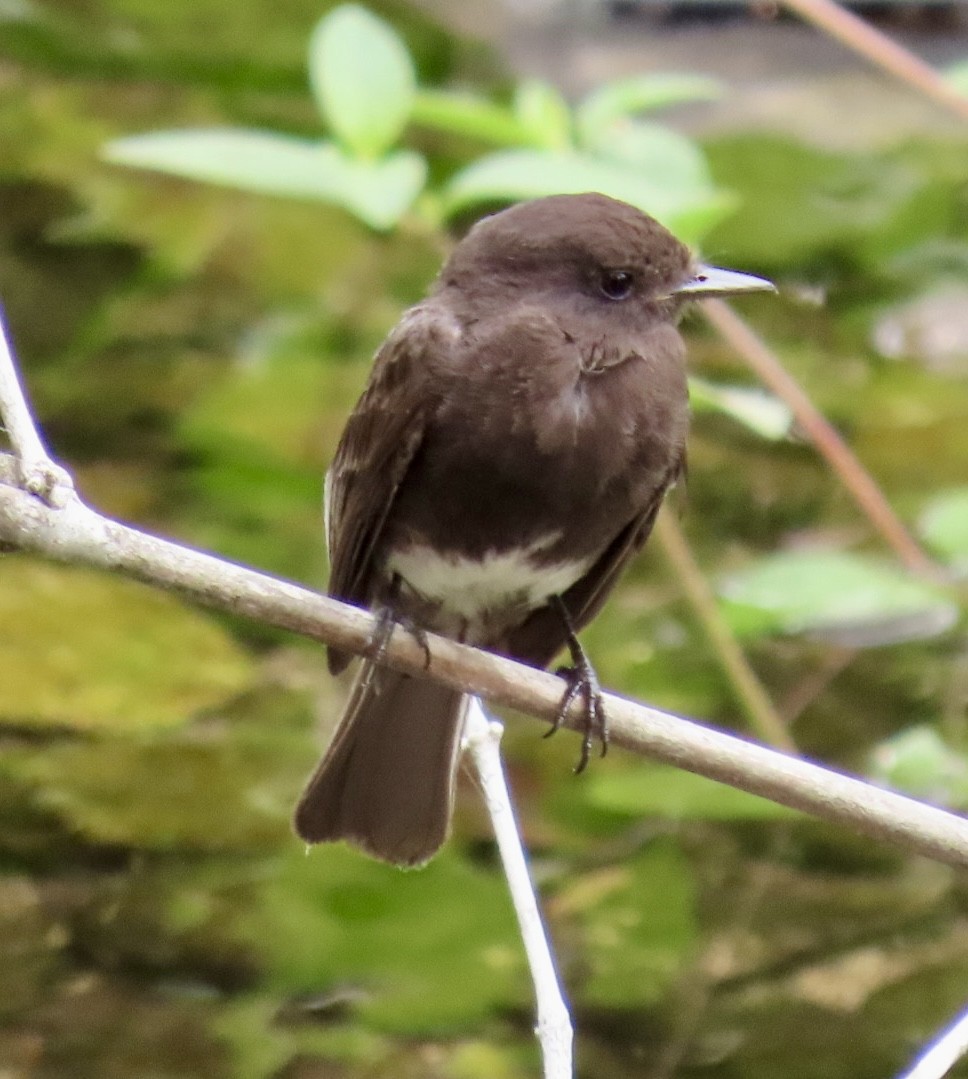 Black Phoebe - Carlos Sanguinetti