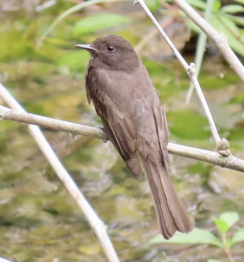 Black Phoebe - Carlos Sanguinetti