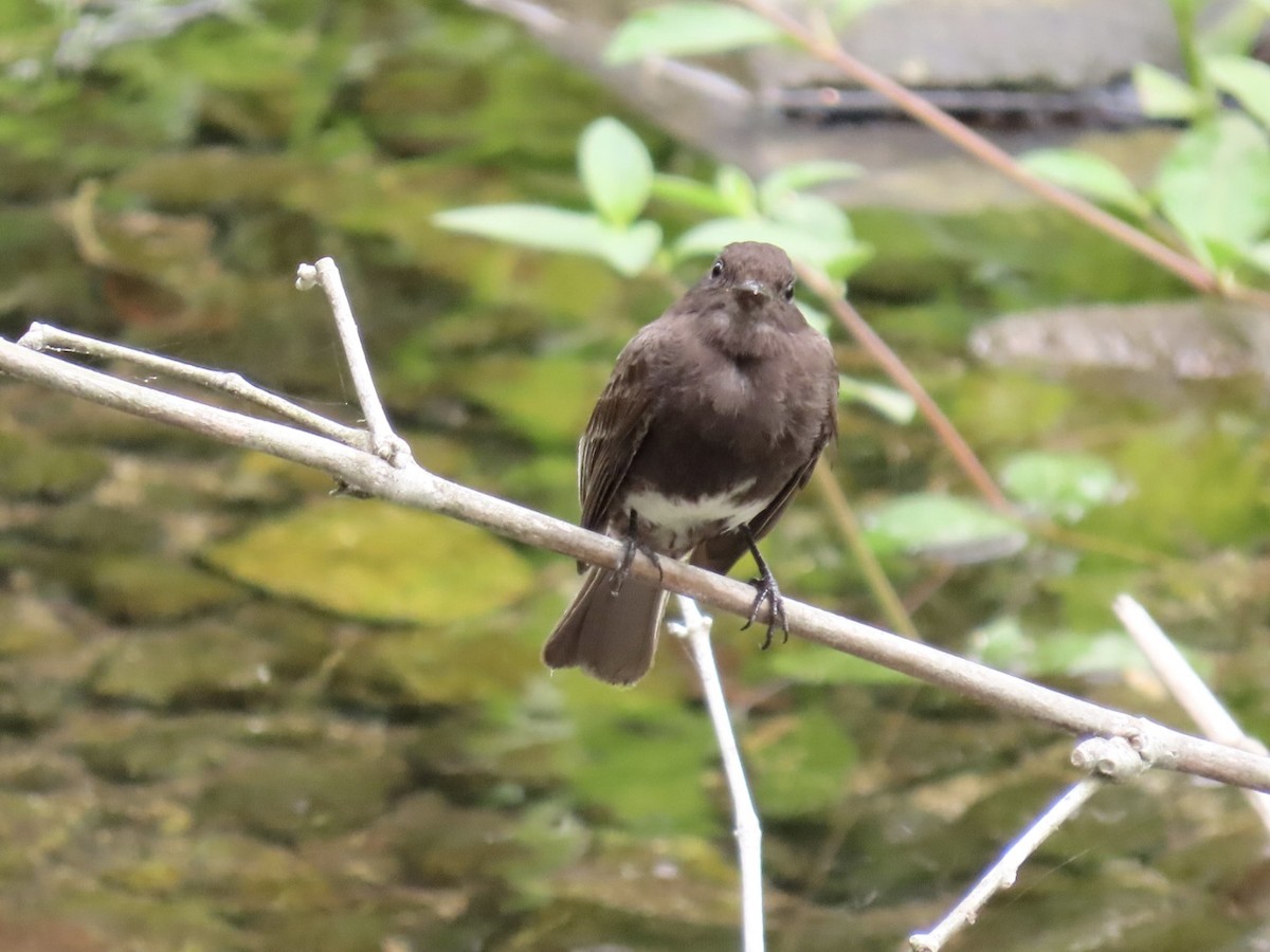 Black Phoebe - ML618980138