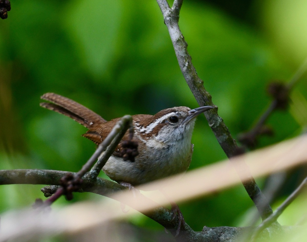 Carolina Wren - Win Ahrens