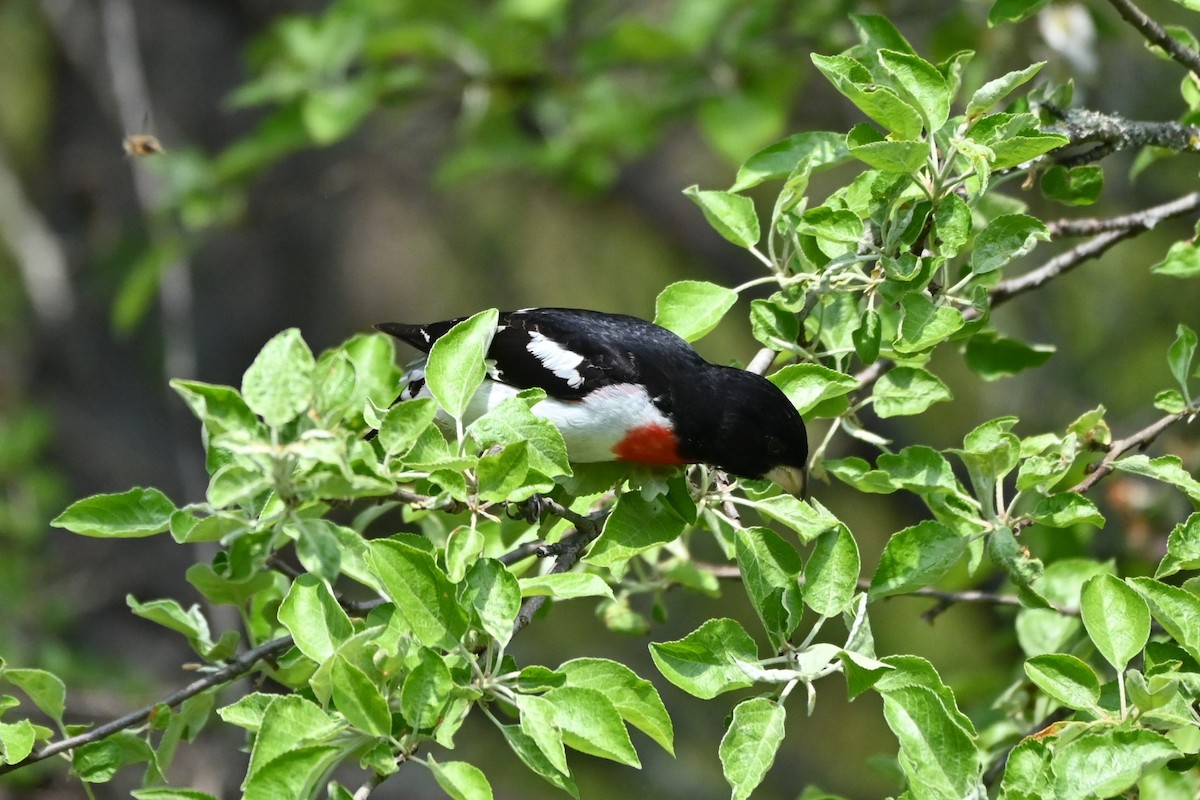 Rose-breasted Grosbeak - ML618980141