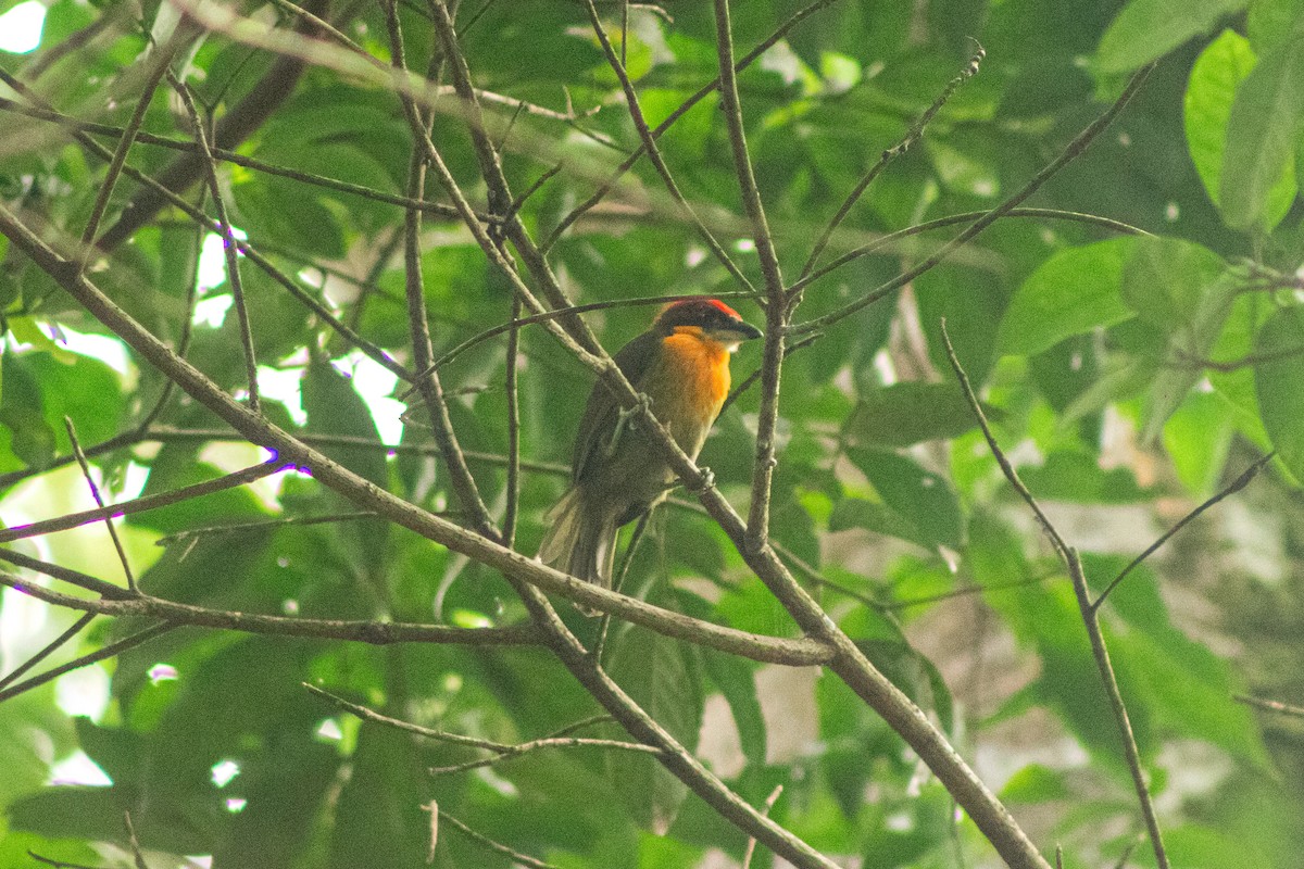 Scarlet-crowned Barbet - Sara Castro