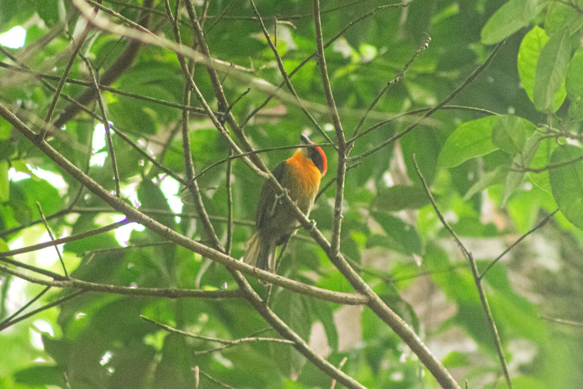 Scarlet-crowned Barbet - Sara Castro