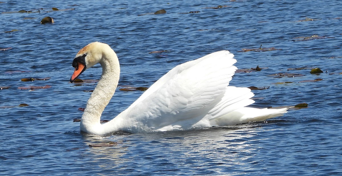 Cygne tuberculé - ML618980152