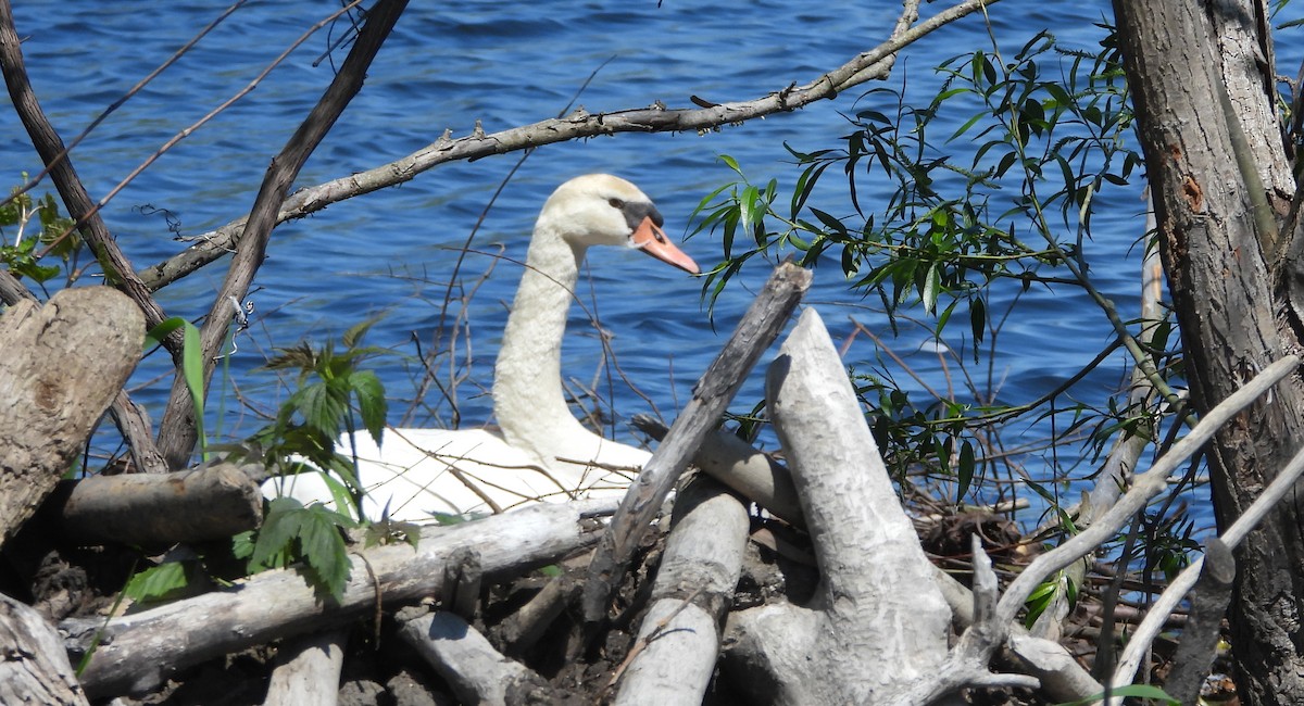 Cygne tuberculé - ML618980153