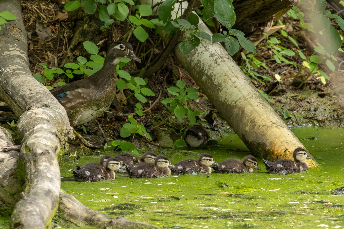 Wood Duck - Tobin Brown