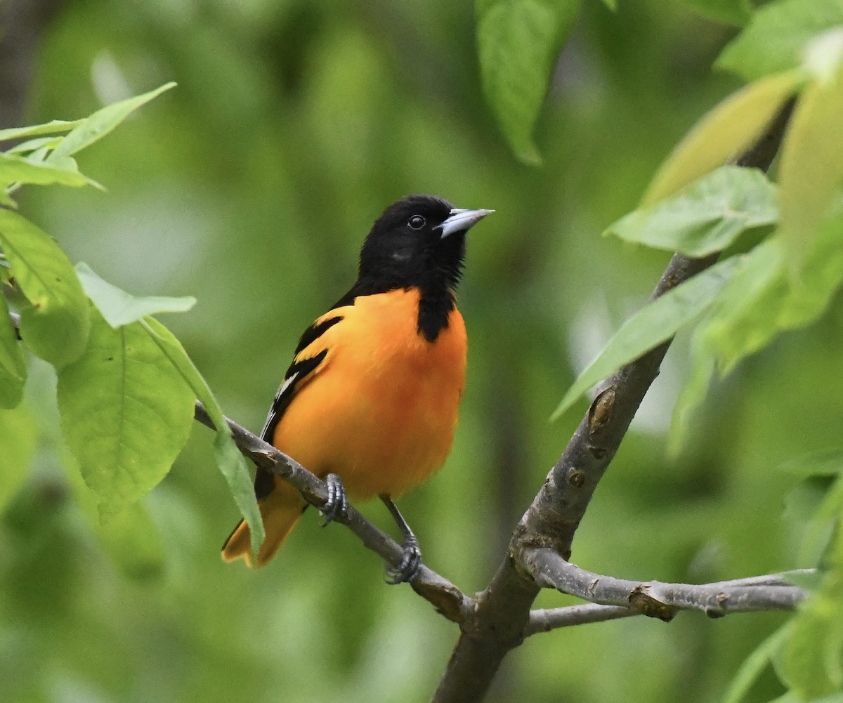 Baltimore Oriole - Suzanne Zuckerman