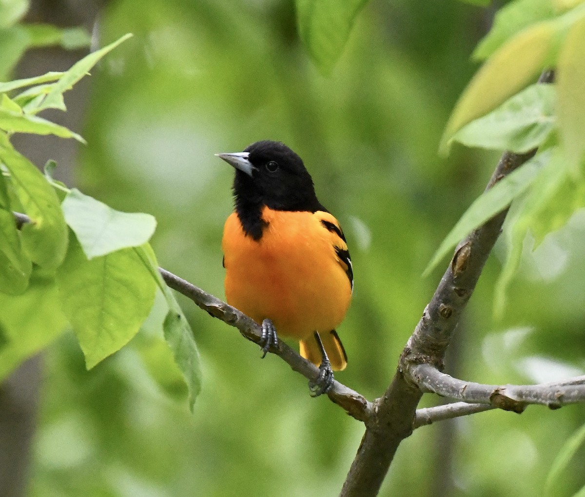 Baltimore Oriole - Suzanne Zuckerman