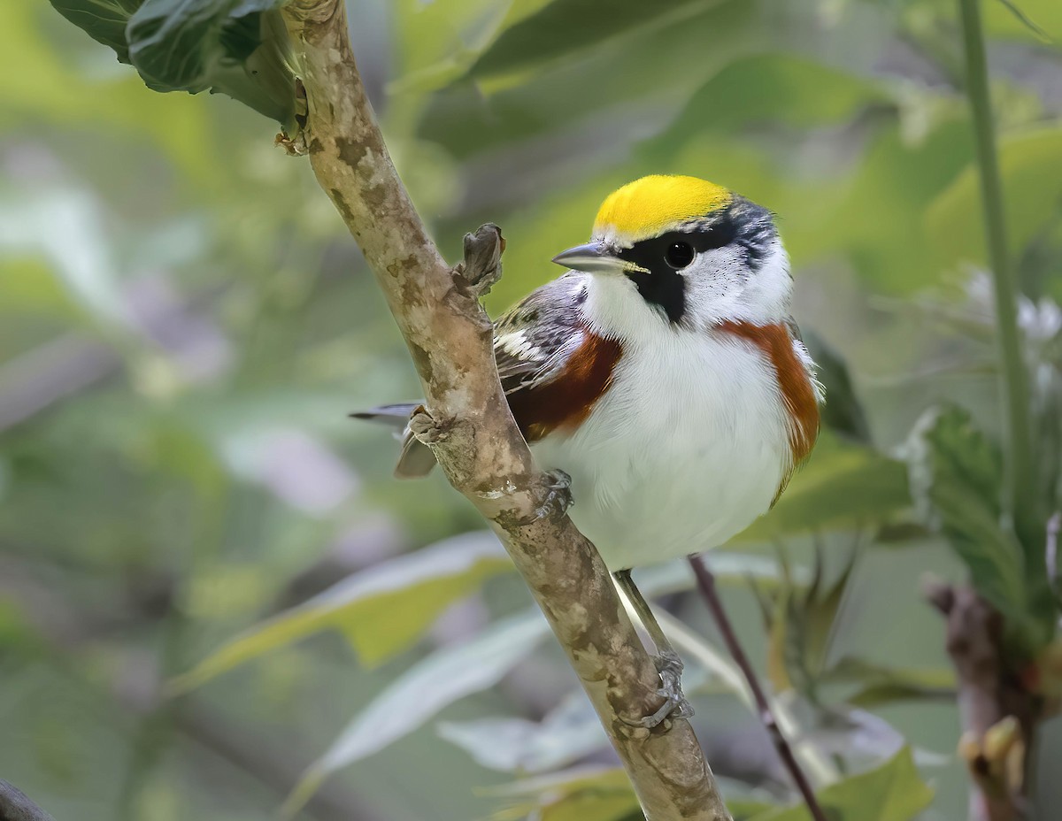 Chestnut-sided Warbler - Brian Smith