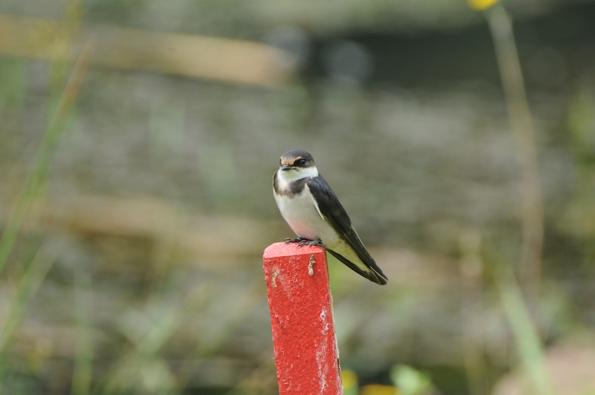 White-throated Swallow - Dominic More O’Ferrall