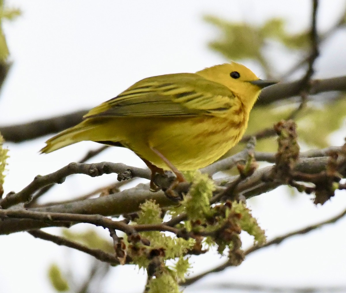 Yellow Warbler - ML618980204