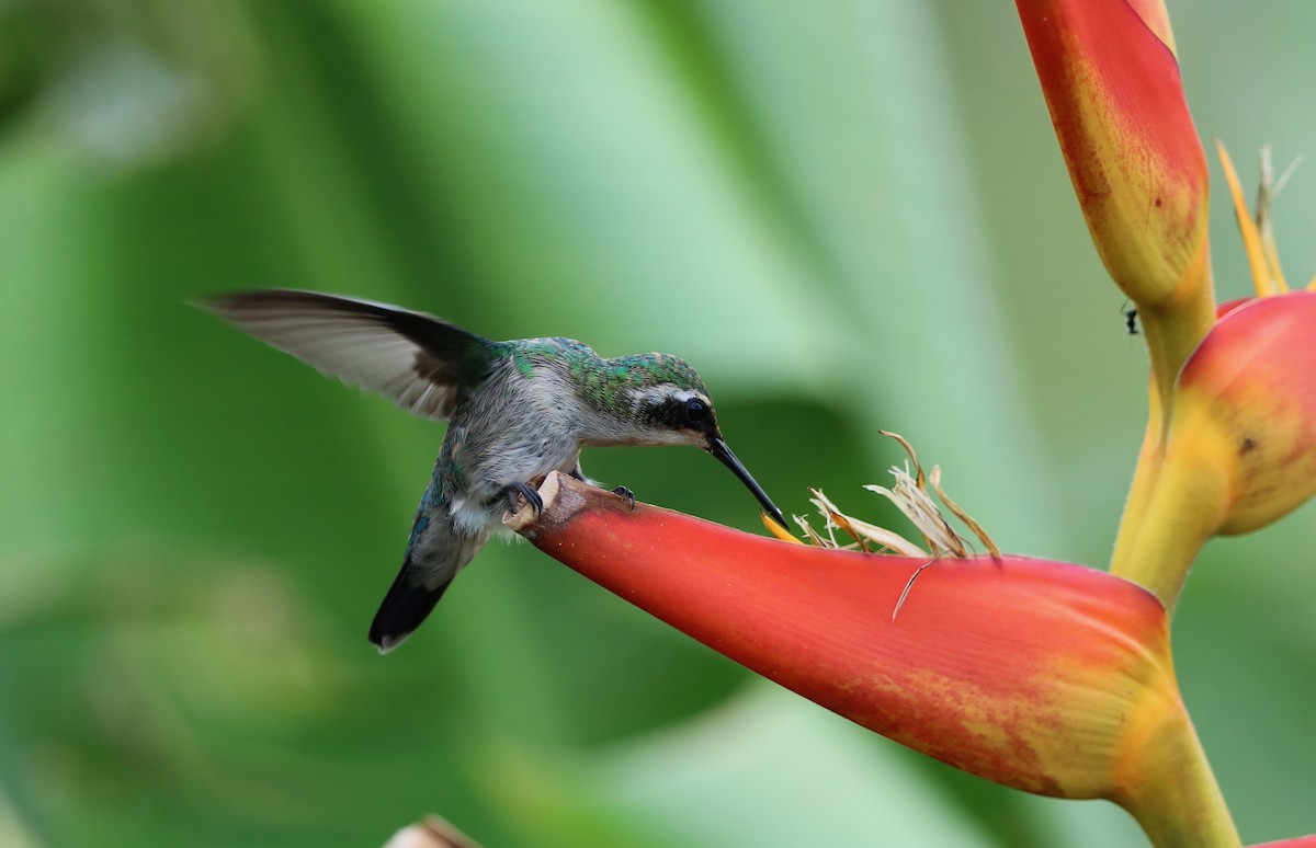 Garden Emerald - David Brassington