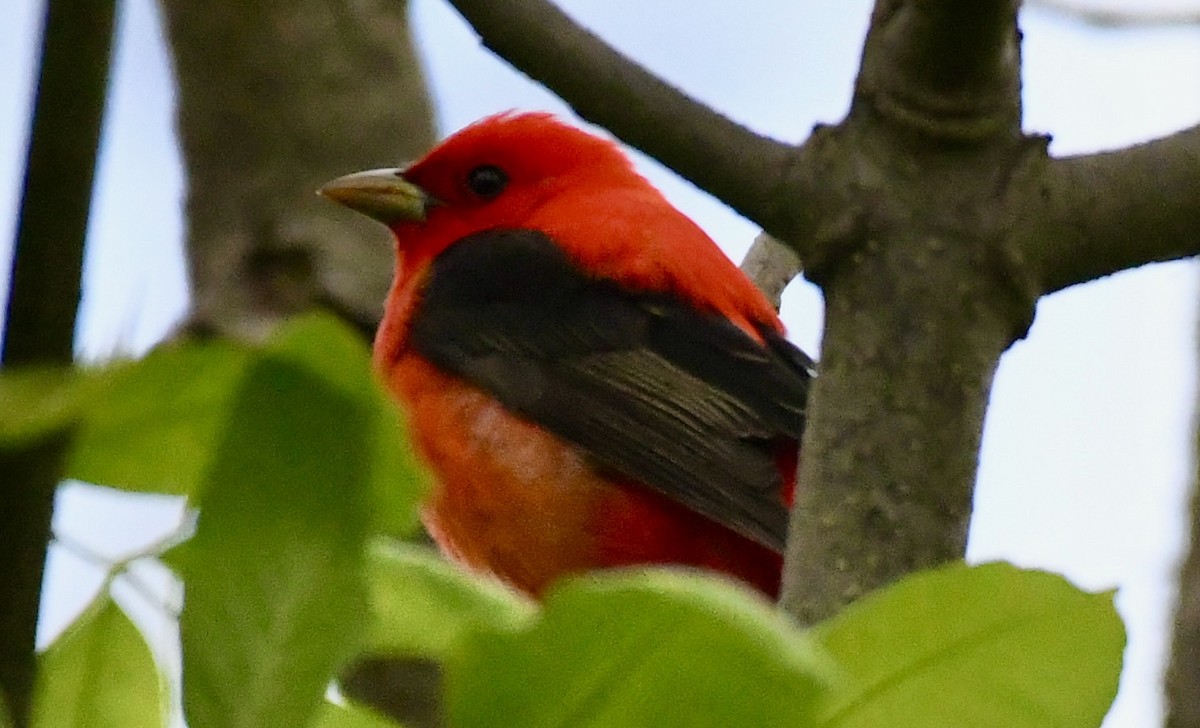 Scarlet Tanager - Suzanne Zuckerman