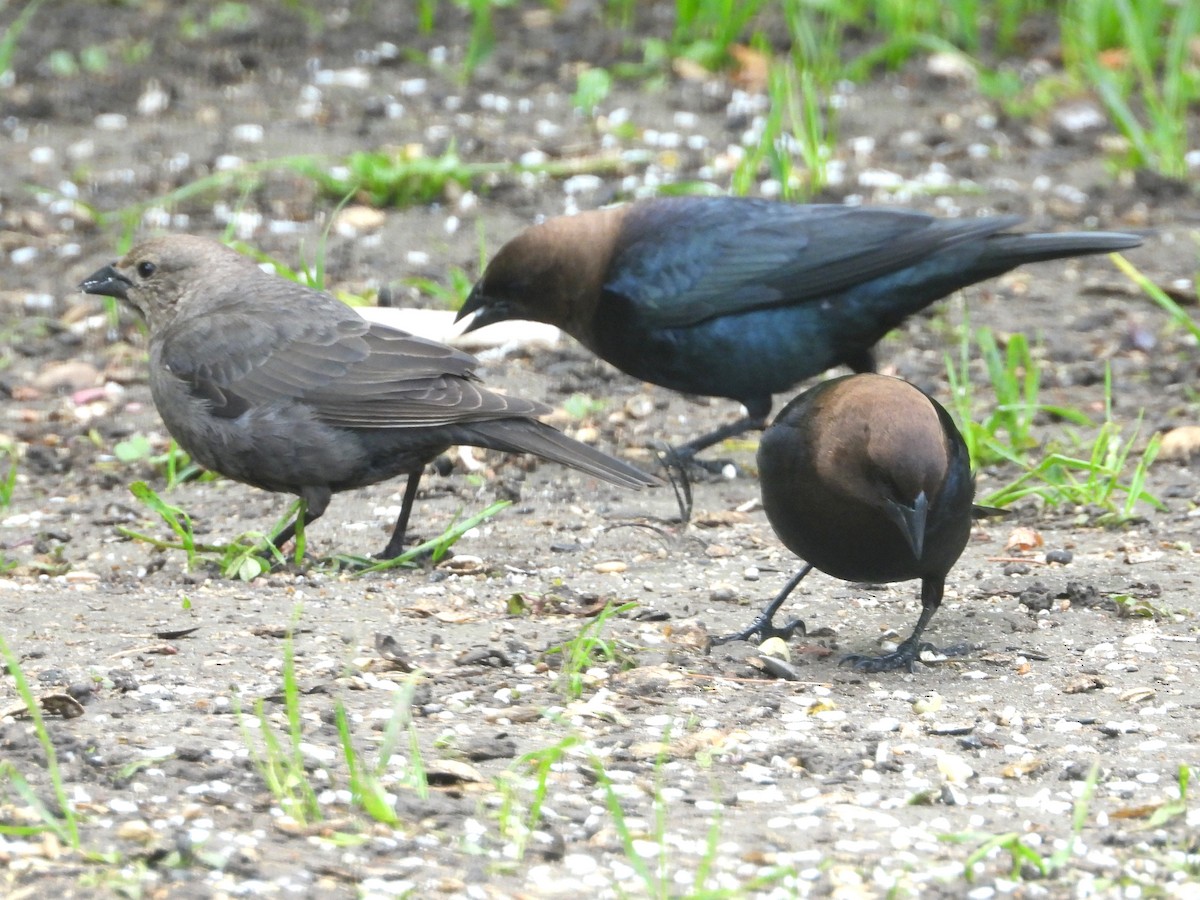 Brown-headed Cowbird - George Koppel