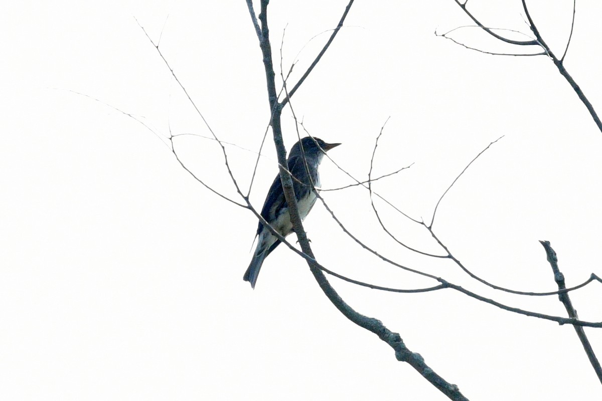 Olive-sided Flycatcher - ML618980266