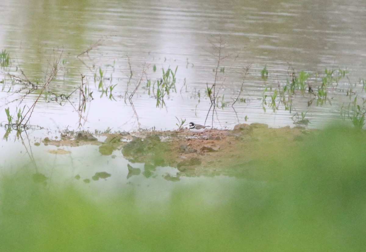 Semipalmated Plover - ML618980269